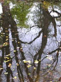 Filemon a Baucis jako stromy (odraz v jezeře)
